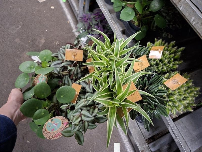 <h4>Kamerplanten gemengd</h4>