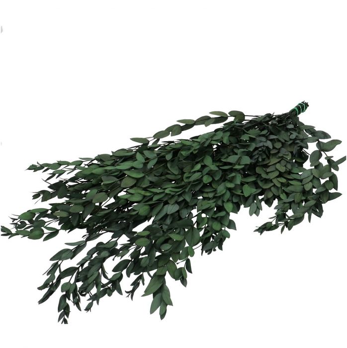 <h4>Preserved Eucalyptus Parvifoglia 60cm 60g</h4>