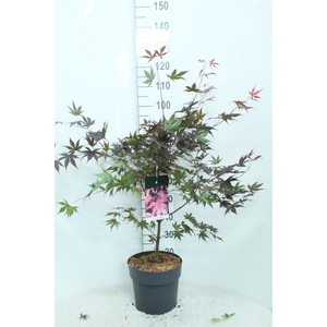 Acer palmatum 'Bloodgood'