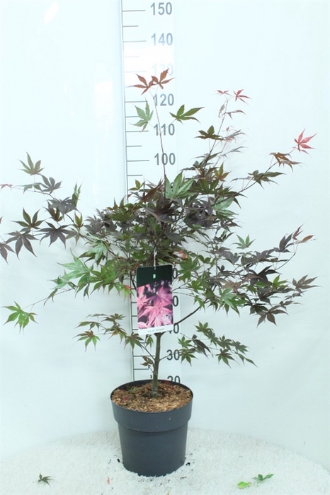 <h4>Acer palmatum 'Bloodgood'</h4>