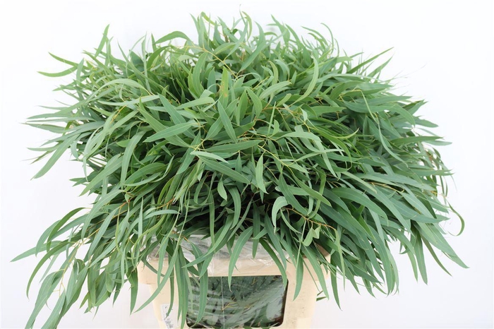 <h4>Euca Nicoly 300gr P Bunch</h4>