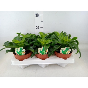 Dracaena fr de   ...