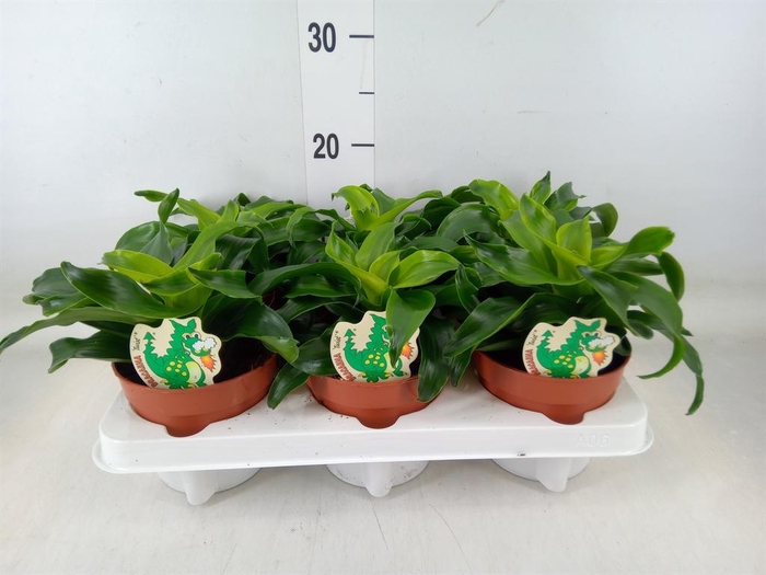 <h4>Dracaena fr de   ...</h4>