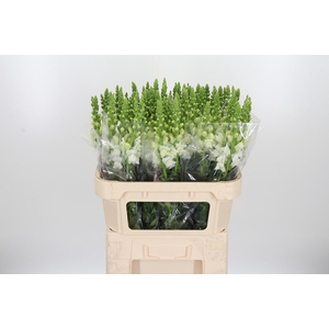 Antirrhinum - Po Early White