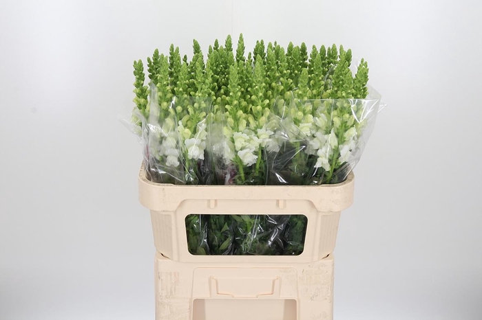 <h4>Antirrhinum - Po Early White</h4>