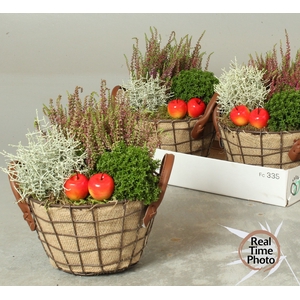 ARR TUINPLANTEN