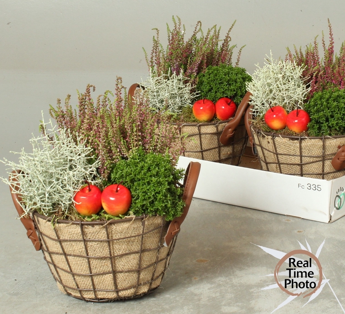 <h4>ARR TUINPLANTEN</h4>