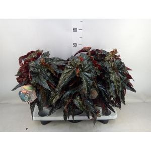 Begonia BD mac. 'Black Forest'