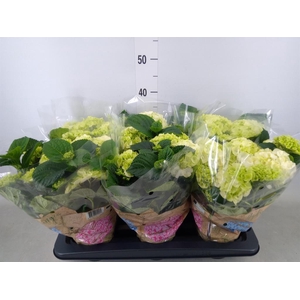 Hydrangea mac. 'Schneeball'