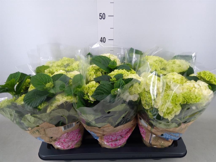 <h4>Hydrangea mac. 'Schneeball'</h4>