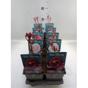 Paeonia suffruticosa   ...mix