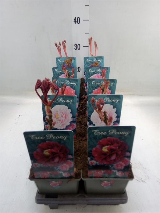 <h4>Paeonia suffruticosa   ...mix</h4>