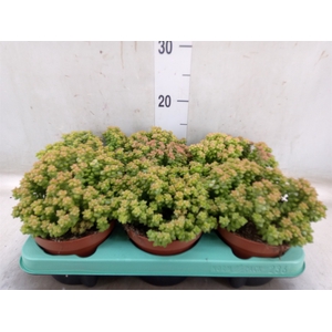 Crassula   ...