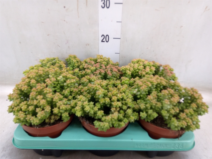 <h4>Crassula   ...</h4>