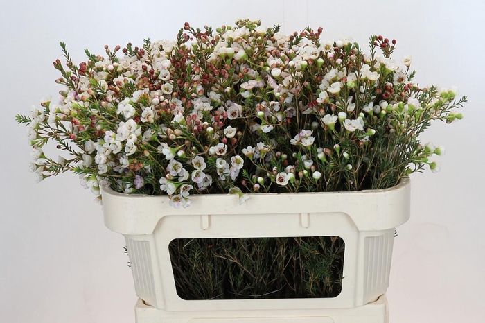 Chamelaucium Moonlight Delight