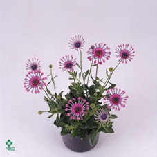 Osteospermum Philip Decorum