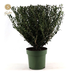 Ilex crenata 'Jenny'® P21