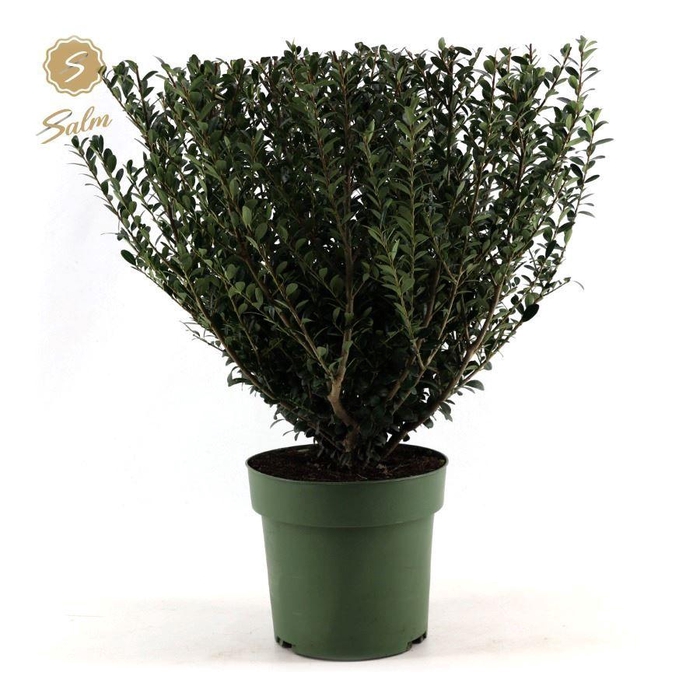 <h4>Ilex crenata 'Jenny'® P21</h4>
