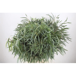 Euca Nicoly 300gr P Bunch