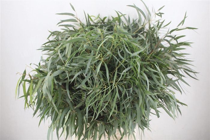 <h4>Euca Nicoly 300gr P Bunch</h4>