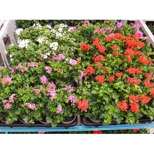 Pel Pelt Mixk 1 Kleur Per Tray