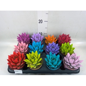 Echeveria  'Miranda'