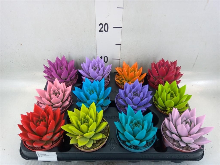 <h4>Echeveria 'Miranda'</h4>