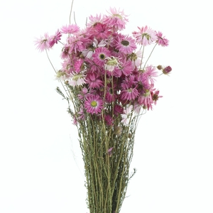 Dried Rhodanthe Pink Bos