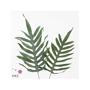 PHLEBODIUM BLUE STAR 75CM