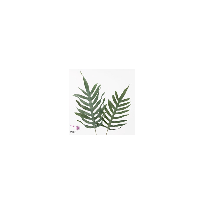 <h4>PHLEBODIUM BLUE STAR SUPER 75 CM</h4>