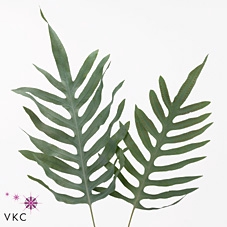 <h4>PHLEBODIUM BLUE STAR 75 CM</h4>