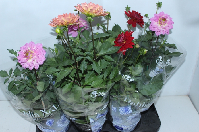 <h4>DAHLIA XXL P15</h4>