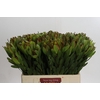 Leucadendron Goldstrike