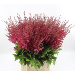 ASTIL AR PAUL GAARDE