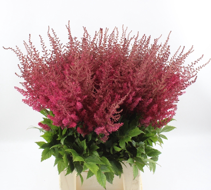 <h4>ASTIL AR PAUL GAARDE</h4>