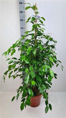 <h4>Fic Ben Exotica</h4>