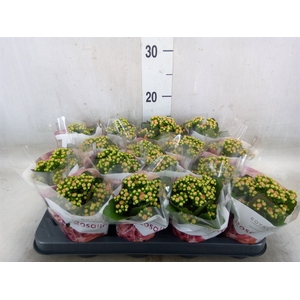 Kalanchoe blos. 'RosDon Alano'