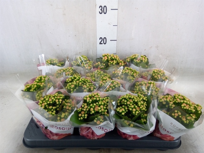 <h4>Kalanchoe blos. 'RosDon Alano'</h4>