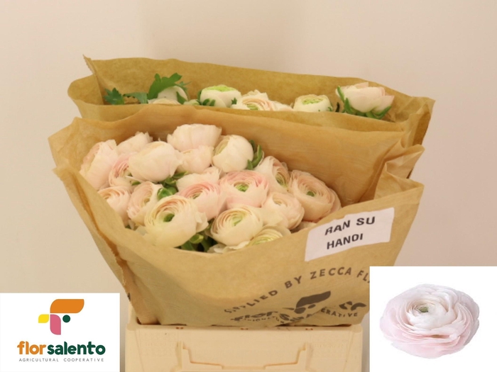 <h4>RAN SU HANOI</h4>