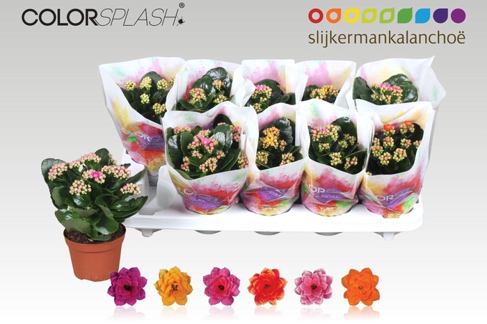 <h4>KAL GE GEM 6 KL</h4>