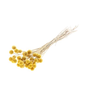 Bunch Craspedia Slv L50 40pcs