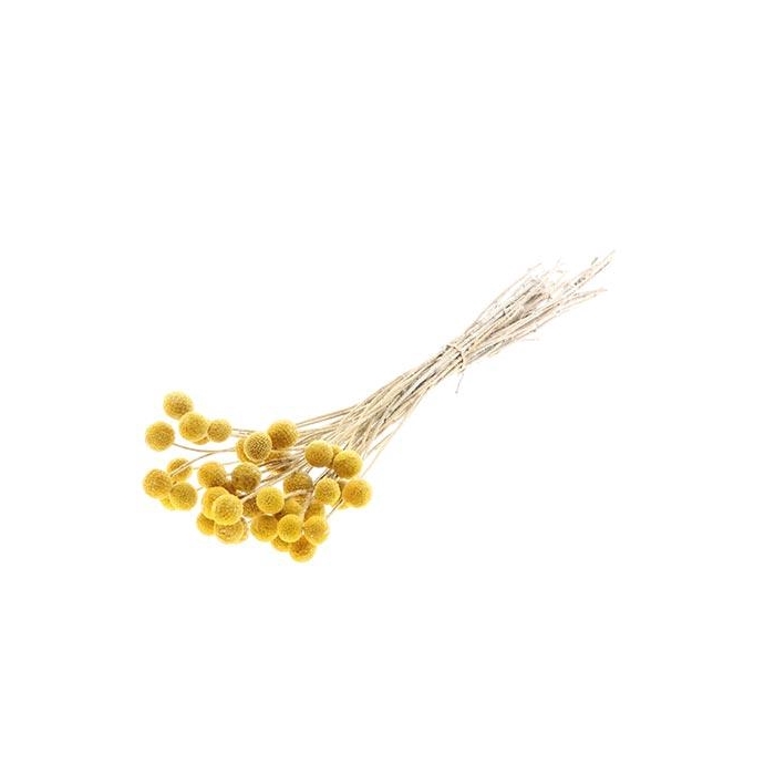 <h4>Bunch Craspedia Slv L50 40pcs</h4>