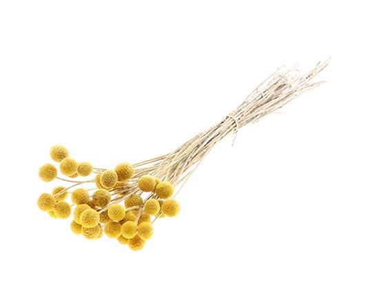 Bunch Craspedia Slv L50 40pcs