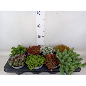 Sedum   ...