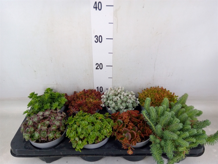 <h4>Sedum   ...</h4>