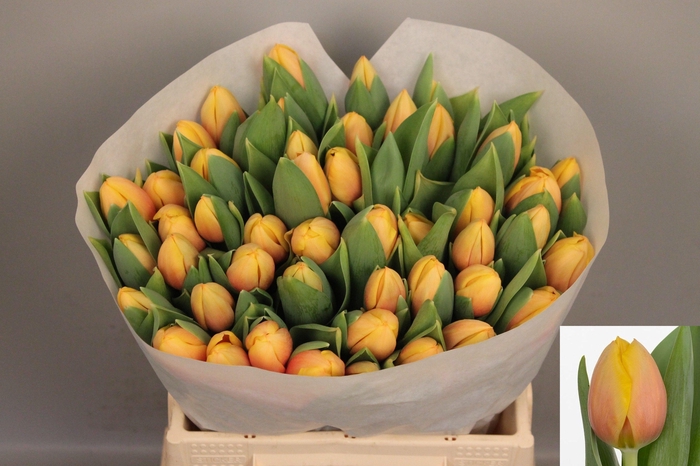 <h4>TU EN MARIT</h4>