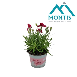 Dianthus Early 'Love' 10,5 cm