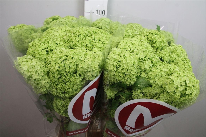 <h4>Viburnum Roseum St 2+</h4>