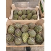 DECO PINECONE O/ST NATURAL X5 BUNCH