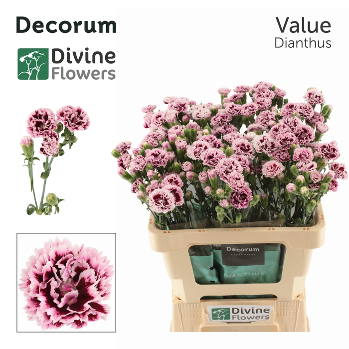 <h4>Di Fiorino Value</h4>